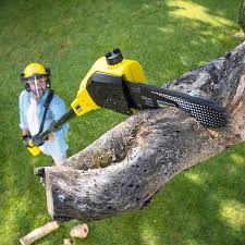 Best Tree Disease Treatment  in Santa Clarita, CA